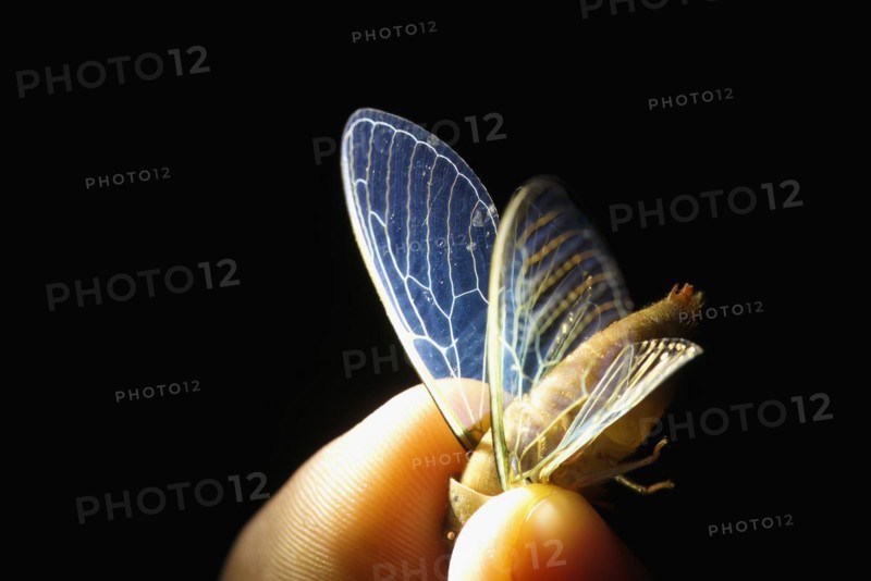 Butterfly wings