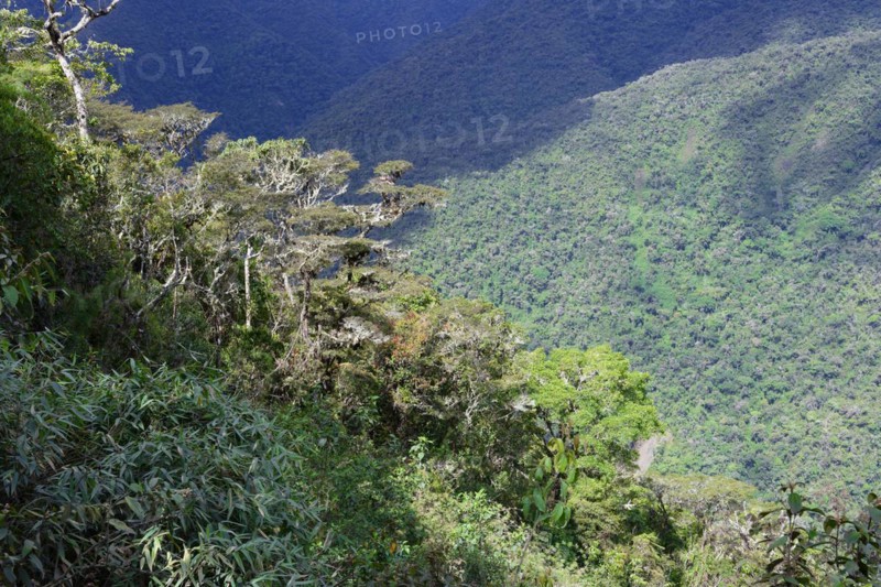 Tropical Cloud Forest landscape