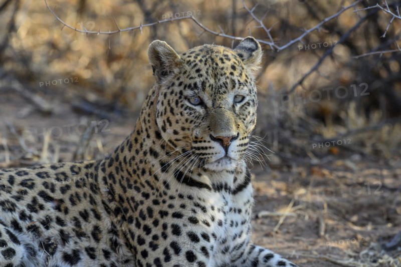 African leopard