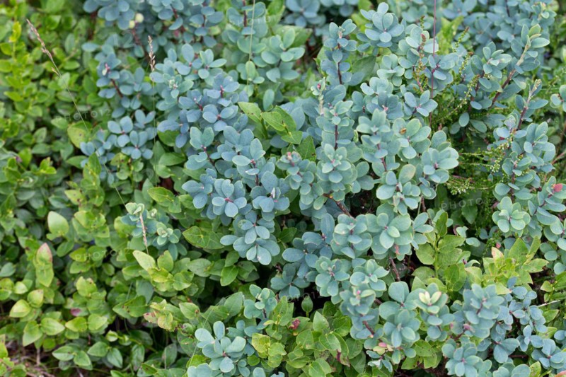 Bog bilberry
