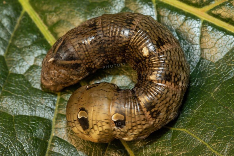 Medium vine hawk moth caterpillar sitting on green leaf curved left looking