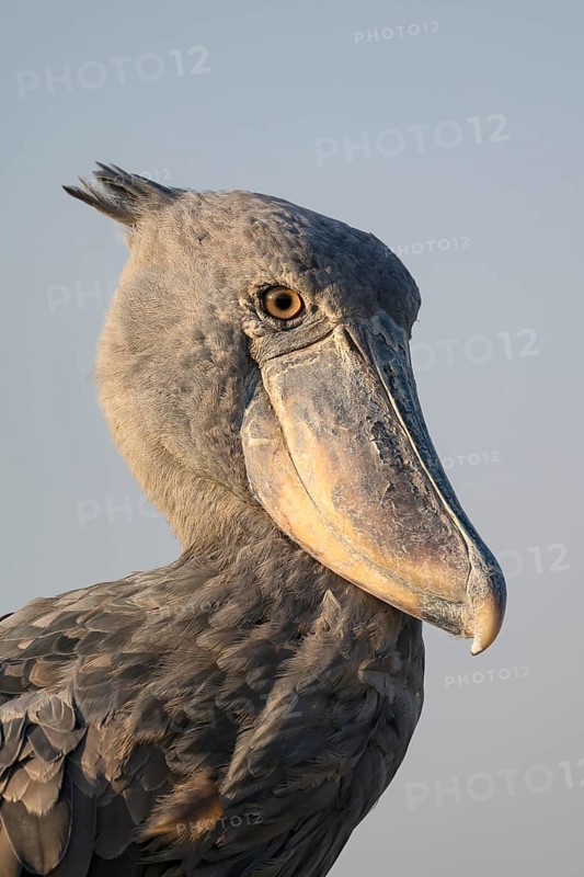 Shoebill