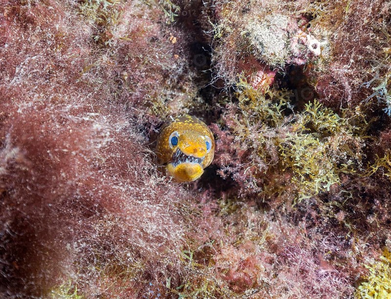 Fangtooth moray