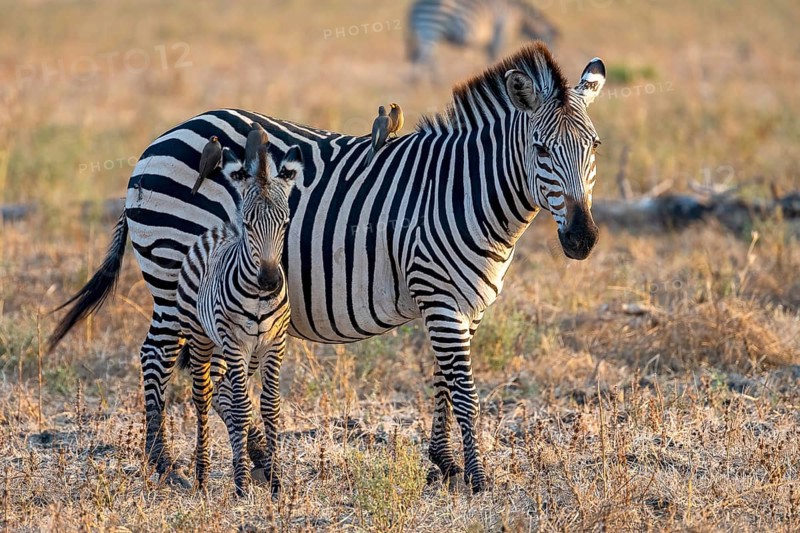 Plains Zebra of the subspecies crawshay's zebra