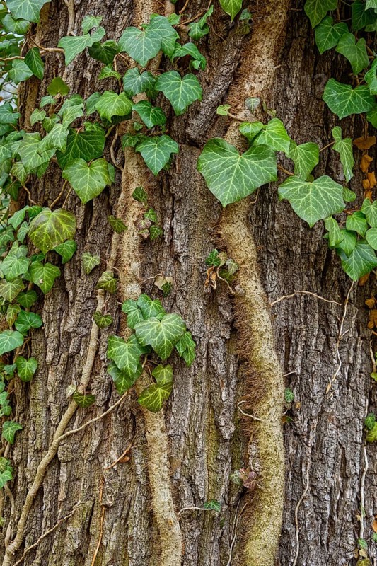 Ivy growing up a tree