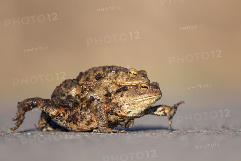 Female common toad