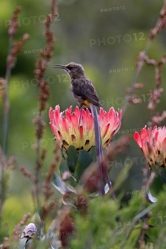 Cape sugarbird