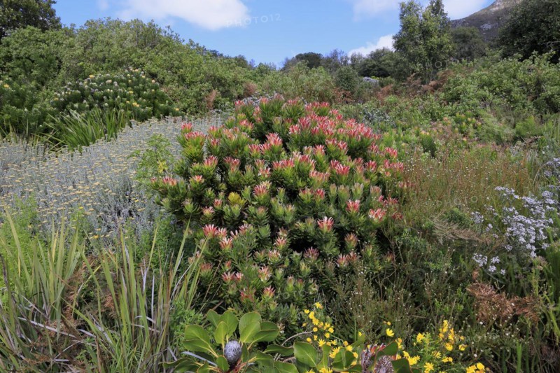 Protea Mimetes fimbrifolius