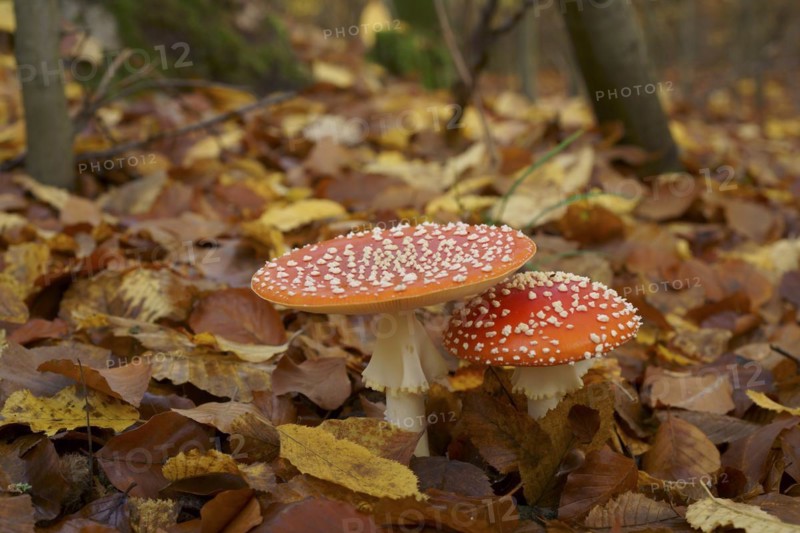Two fly agarics