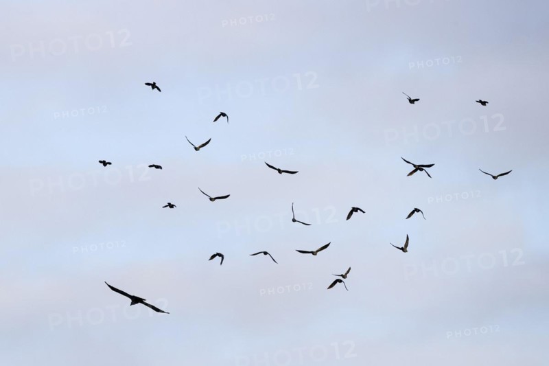 Hooded Crow
