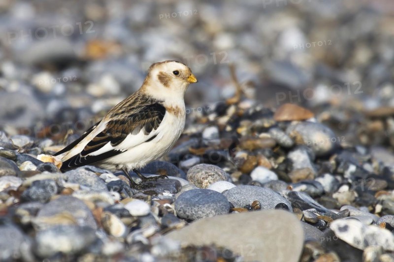 Snow Bunting