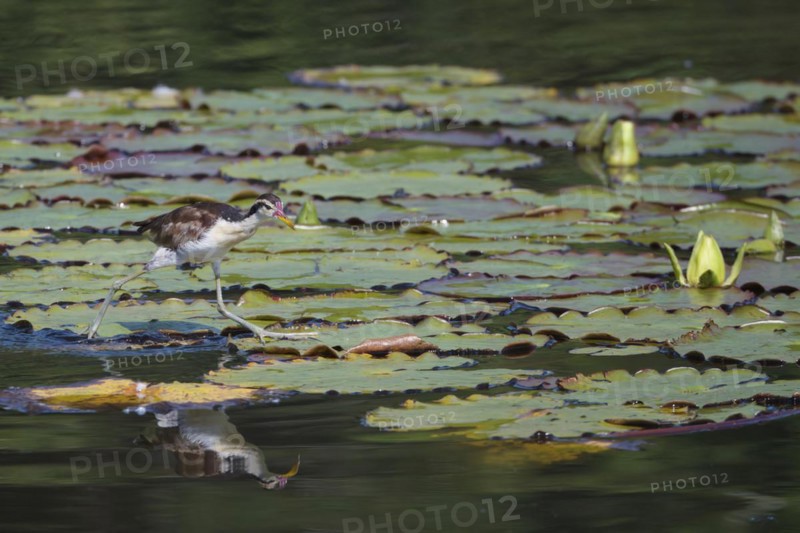 Juvenile Wattled Jacana