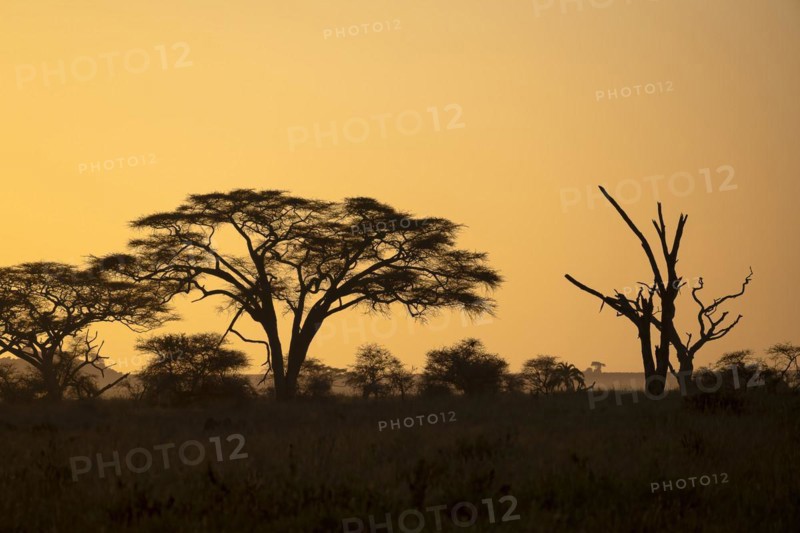 Umbrella thorn acacias