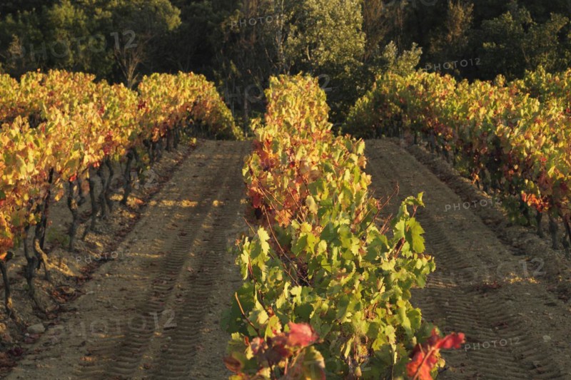 Vineyards in autumn