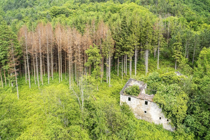 Forest area with dying conifers