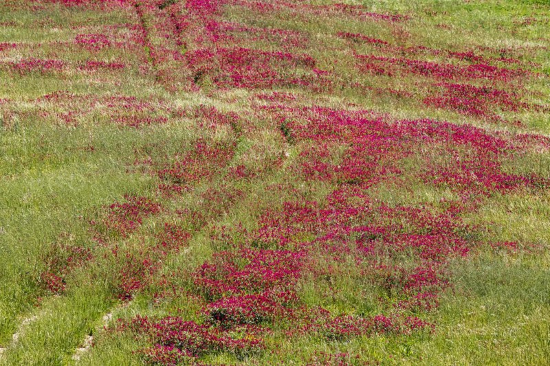 Meadow with flowering red clover