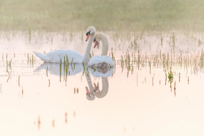 Two mute swans