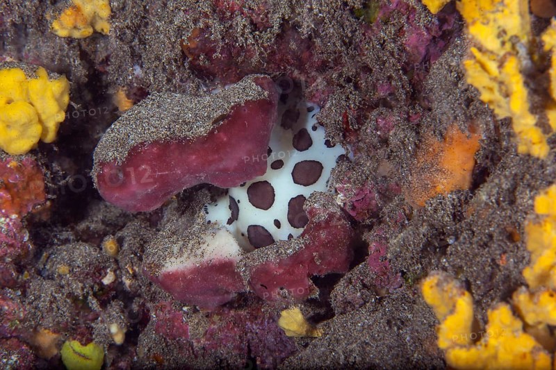 Leopard snail