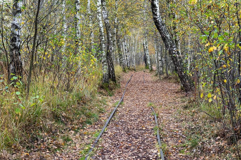 Autumn in the Kendlmuehlfilzen high moor