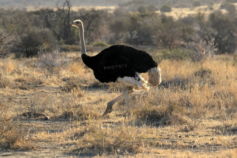 South African ostrich