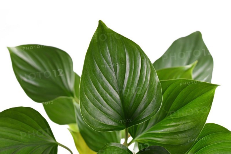 Leaf of tropical Homalomena Rubescens Emerald Gem houseplant on white background