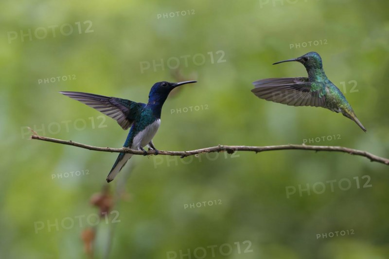 White necked Jacobin