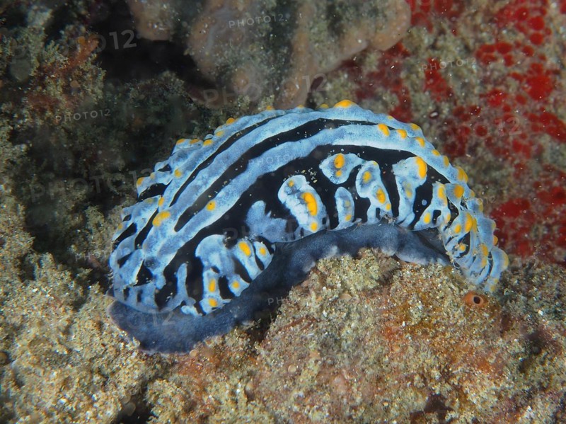Veiny varicose wart slug
