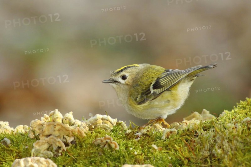 Winter Goldcrest