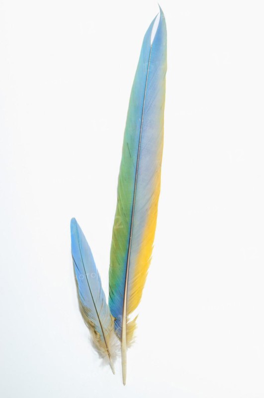 Parrot feathers in blue