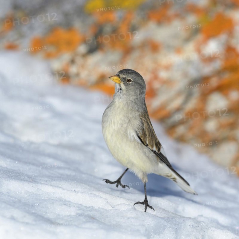 White-winged snowfinch