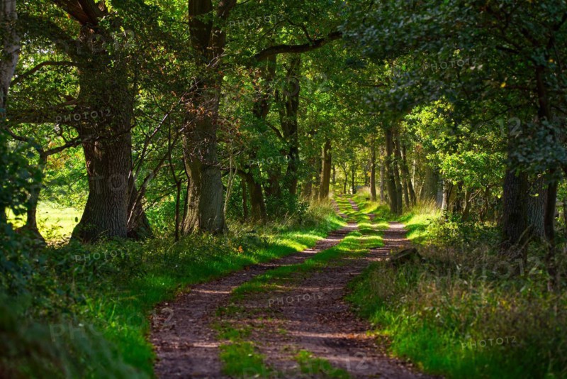 Forest path in the Duvenstedter Brook nature reserve