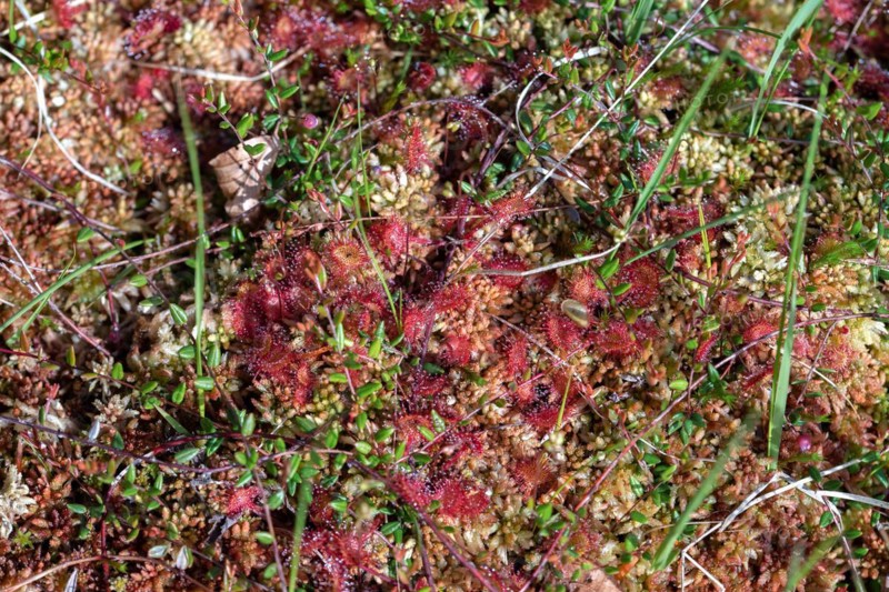 Common sundew