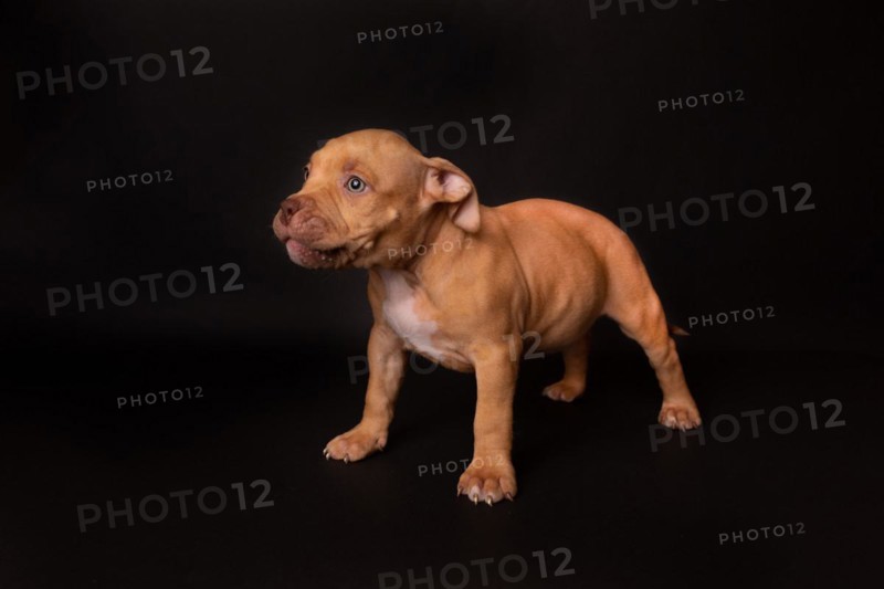 Puppy American Pit Bull Terrier sit on black background in studio
