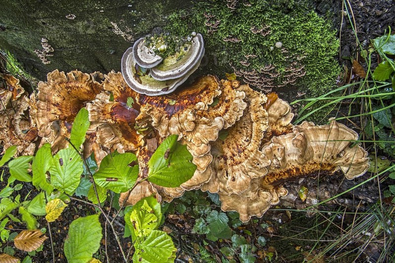 Giant polypore