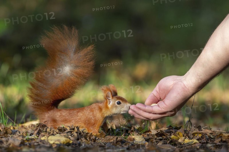 Eurasian red squirrels
