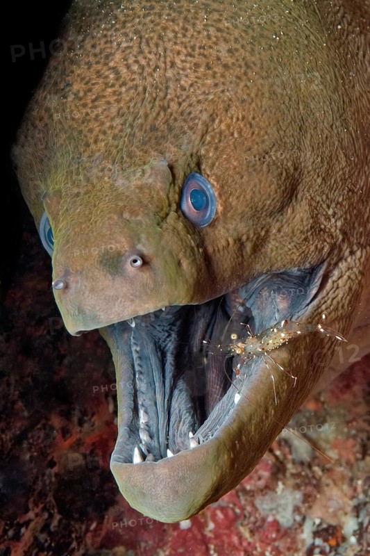 Symbiosis symbiotic behaviour in coral reef of predator giant moray