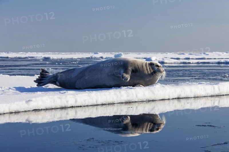 Bearded seal