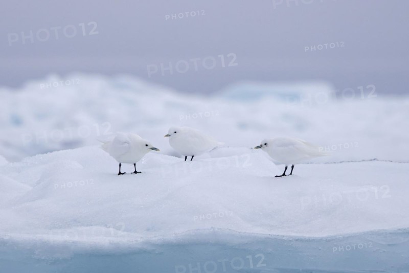 Three ivory gulls