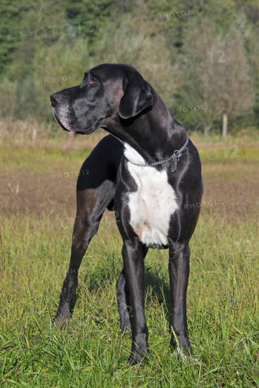 Great Dane