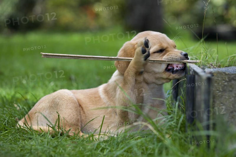 Labrador