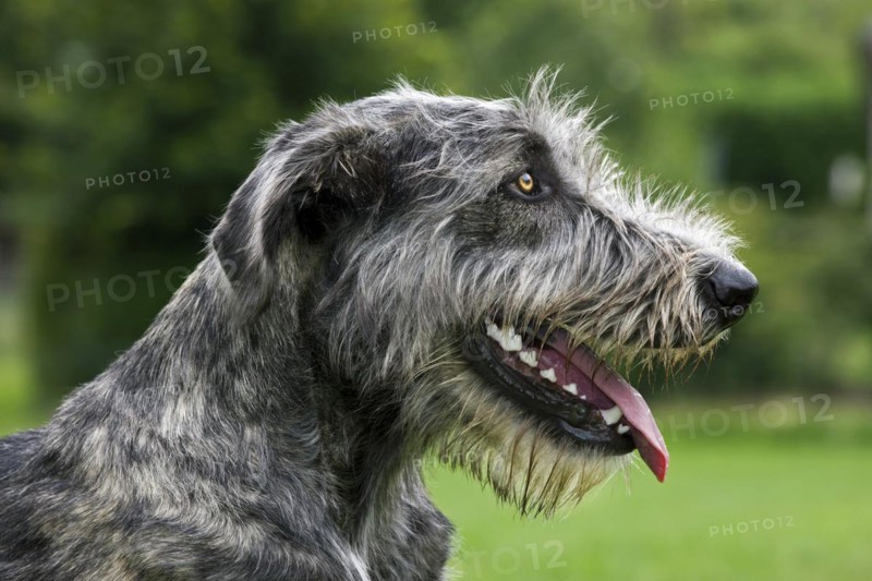 Irish wolfhound