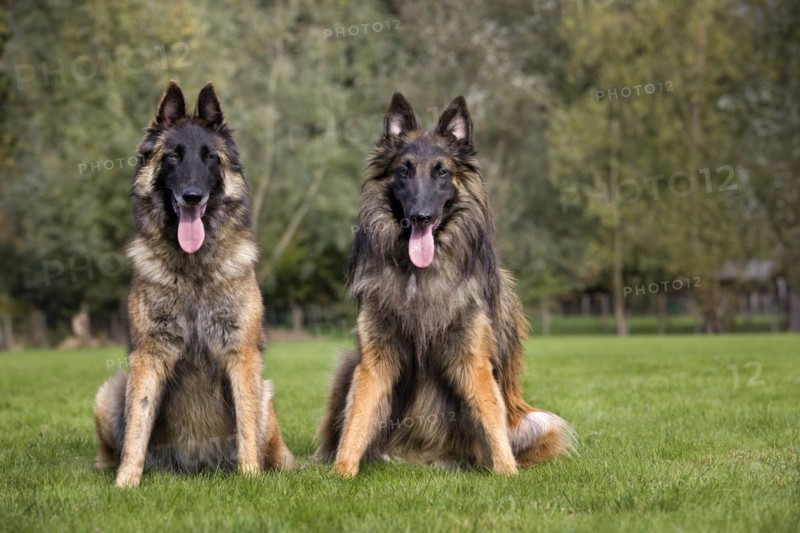 Belgian Shepherd Tervuren