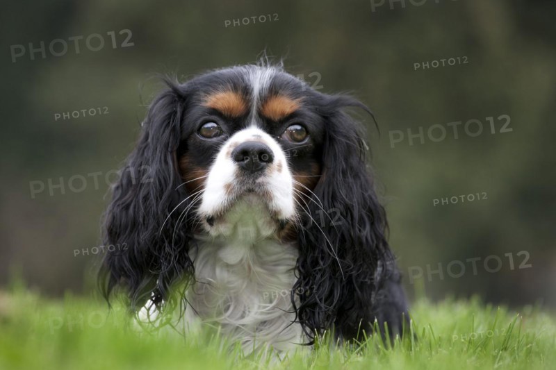 Cavalier King Charles Spaniel in garden