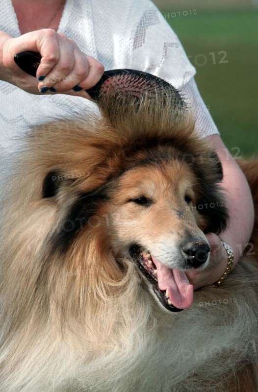 Woman brushing coat of Rough Collie