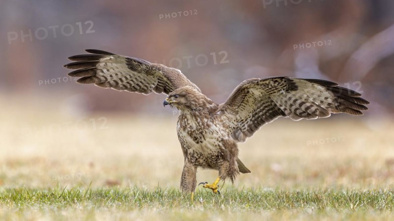 Common steppe buzzard