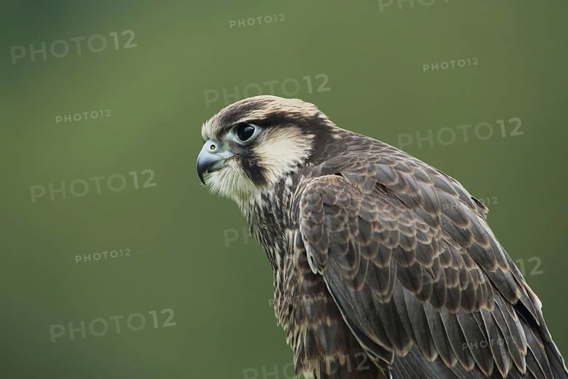 Lanner Falcon