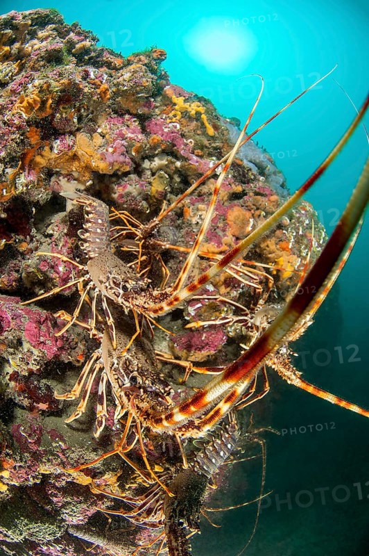 Mediterranean Lobster