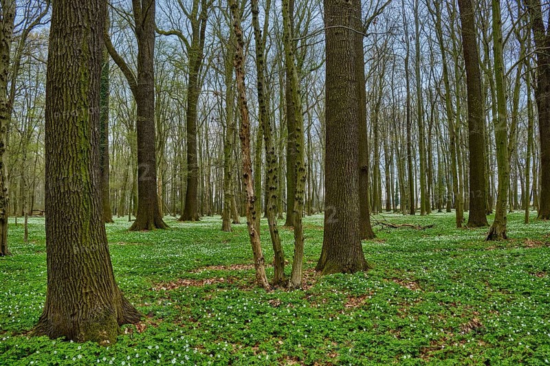 The Lasker Auenwald nature reserve in the Sorbian settlement area in spring