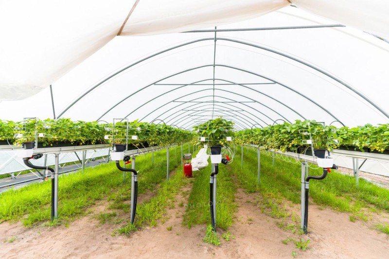 Strawberry fram in a greenhouse