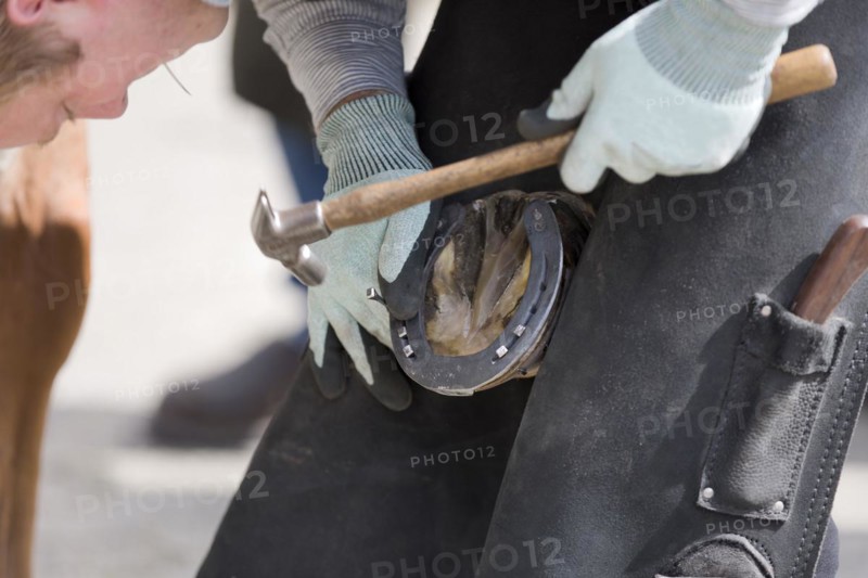 Farrier in case of seizure of a horse